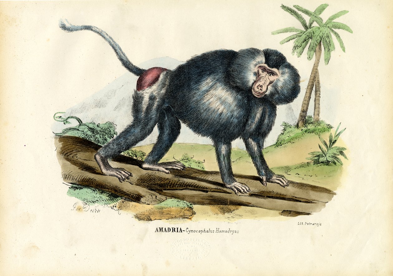 Pawian szary, 1863-79 autorstwa Raimundo Petraroja