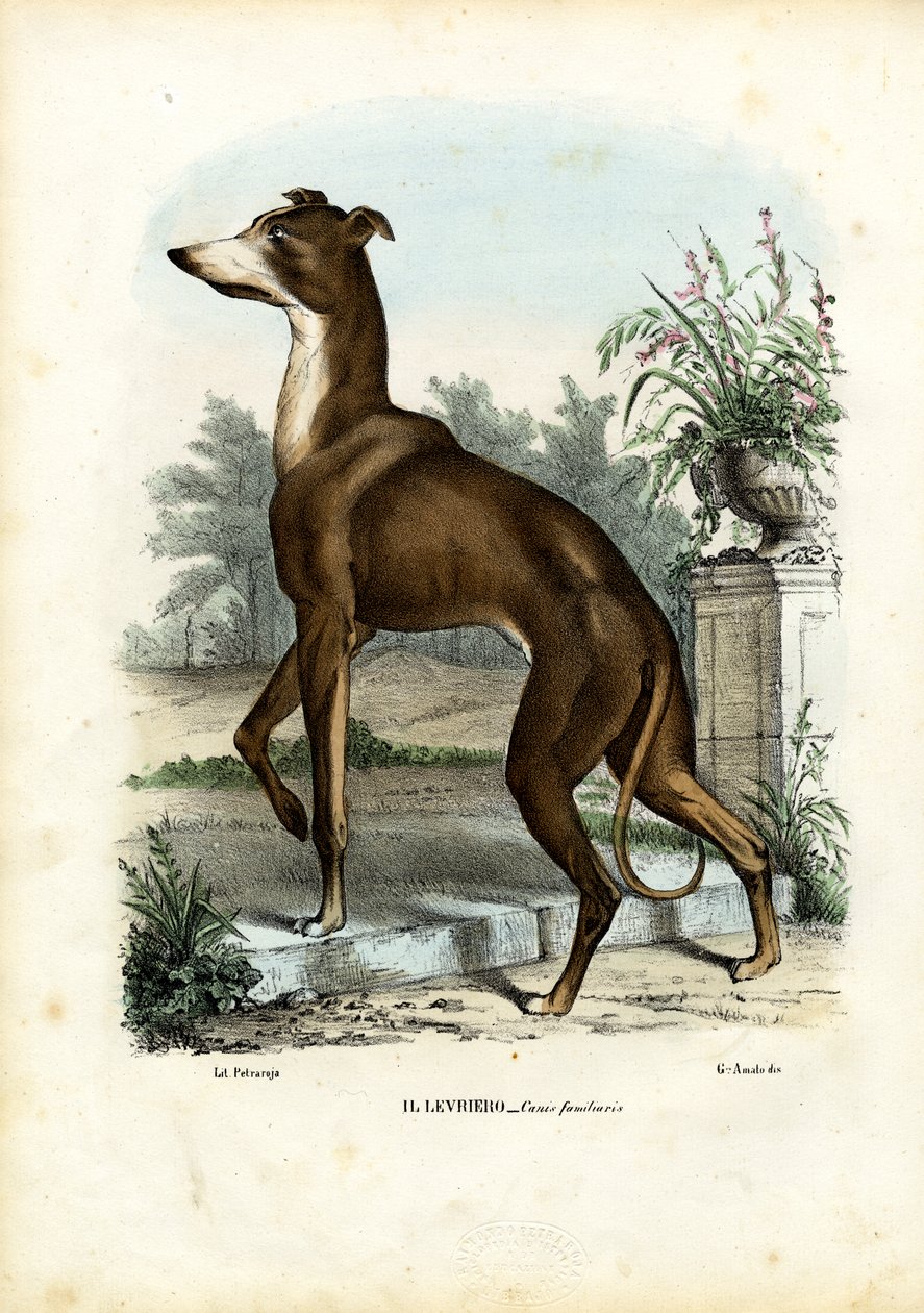 Chart, 1863-79 autorstwa Raimundo Petraroja