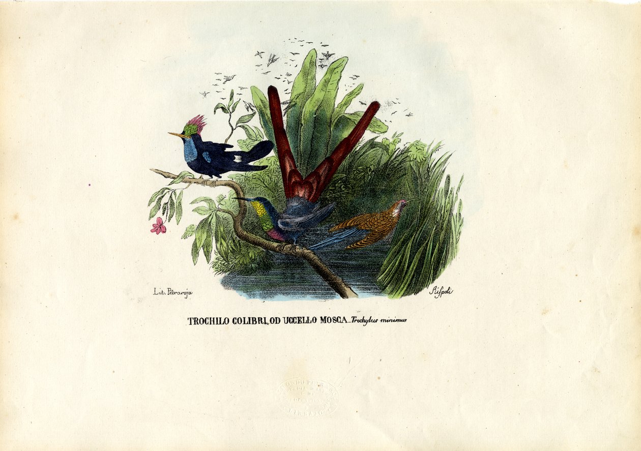 Kolibry, 1863-79 autorstwa Raimundo Petraroja