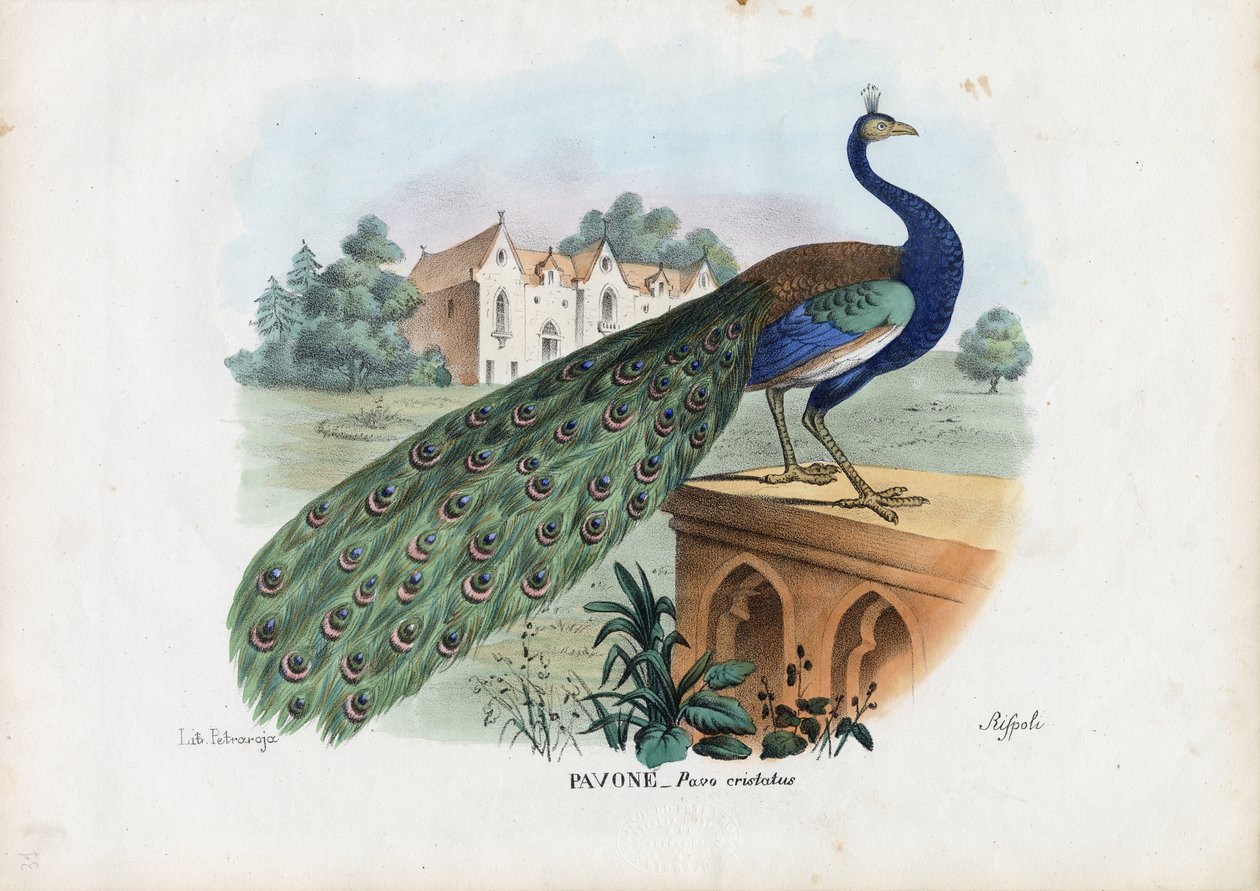 Paw indyjski, 1863-79 autorstwa Raimundo Petraroja