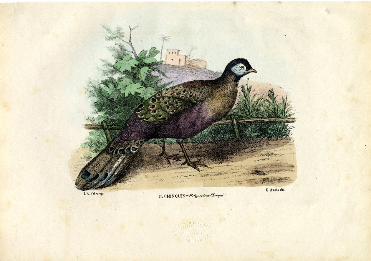 Paw indyjski, 1863-79 autorstwa Raimundo Petraroja