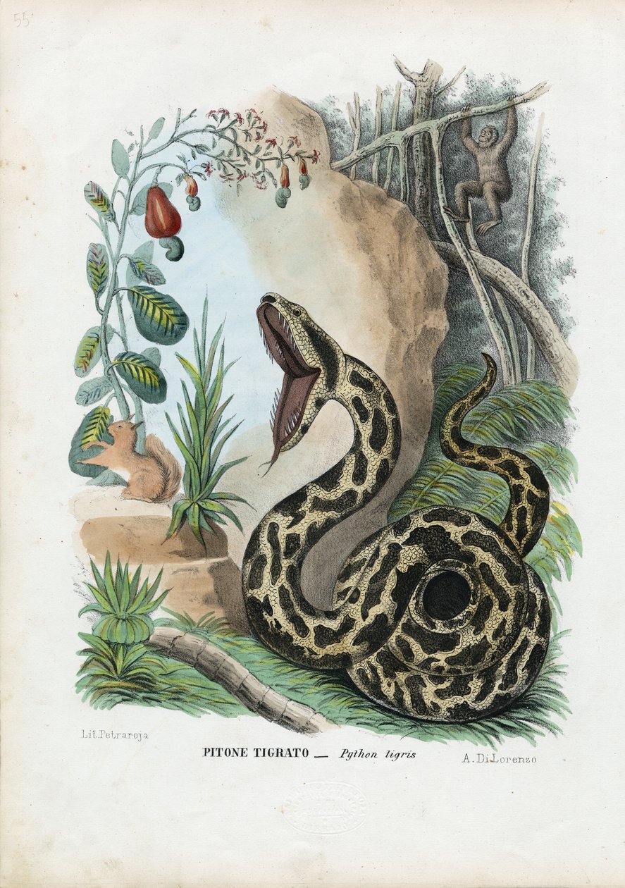 Pyton indyjski, 1863-79 autorstwa Raimundo Petraroja