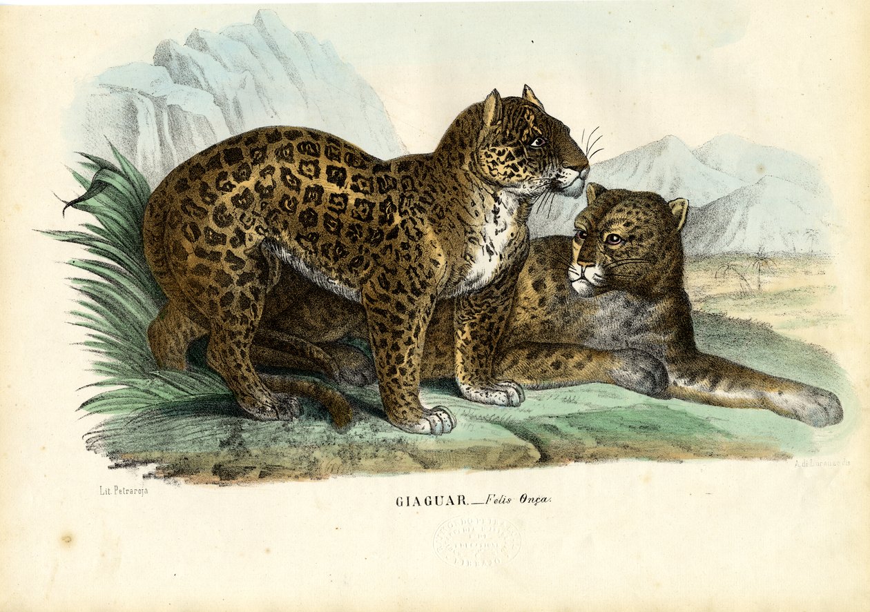 Jaguar, 1863-79 autorstwa Raimundo Petraroja