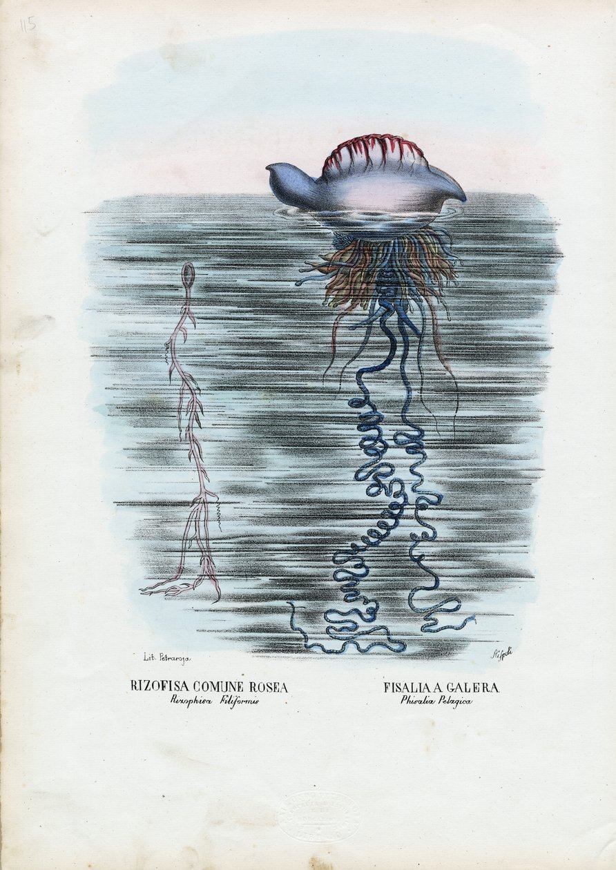 Meduza, 1863-79 autorstwa Raimundo Petraroja