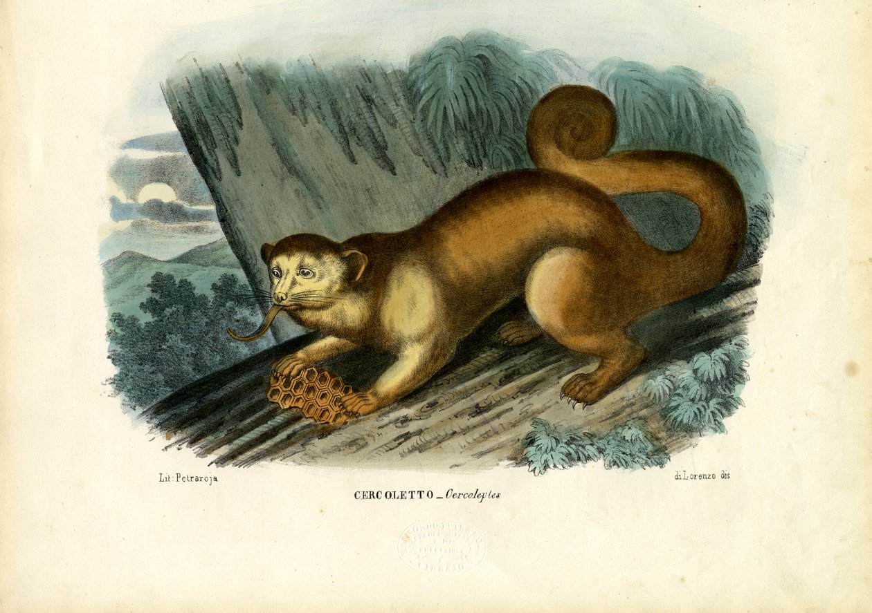 Kinkajou, 1863-79 autorstwa Raimundo Petraroja