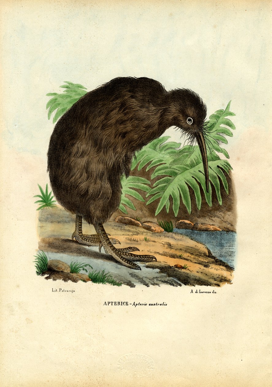 Kiwi, 1863-79 autorstwa Raimundo Petraroja