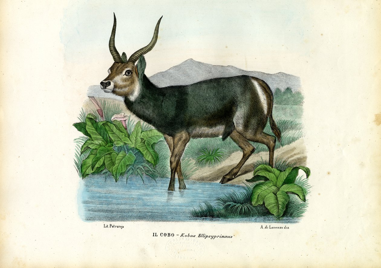 Kob, 1863-79 autorstwa Raimundo Petraroja