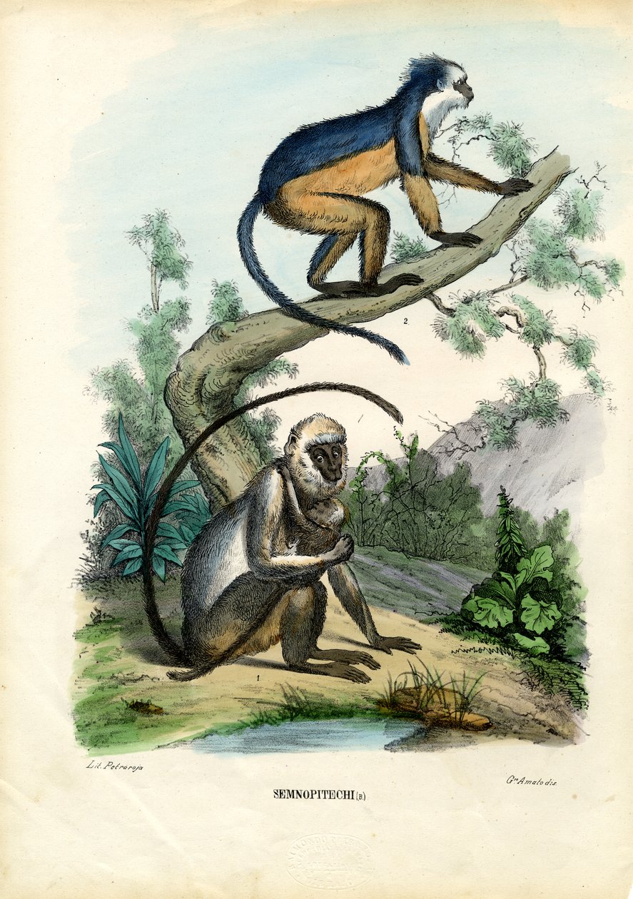 Langury, 1863-79 autorstwa Raimundo Petraroja