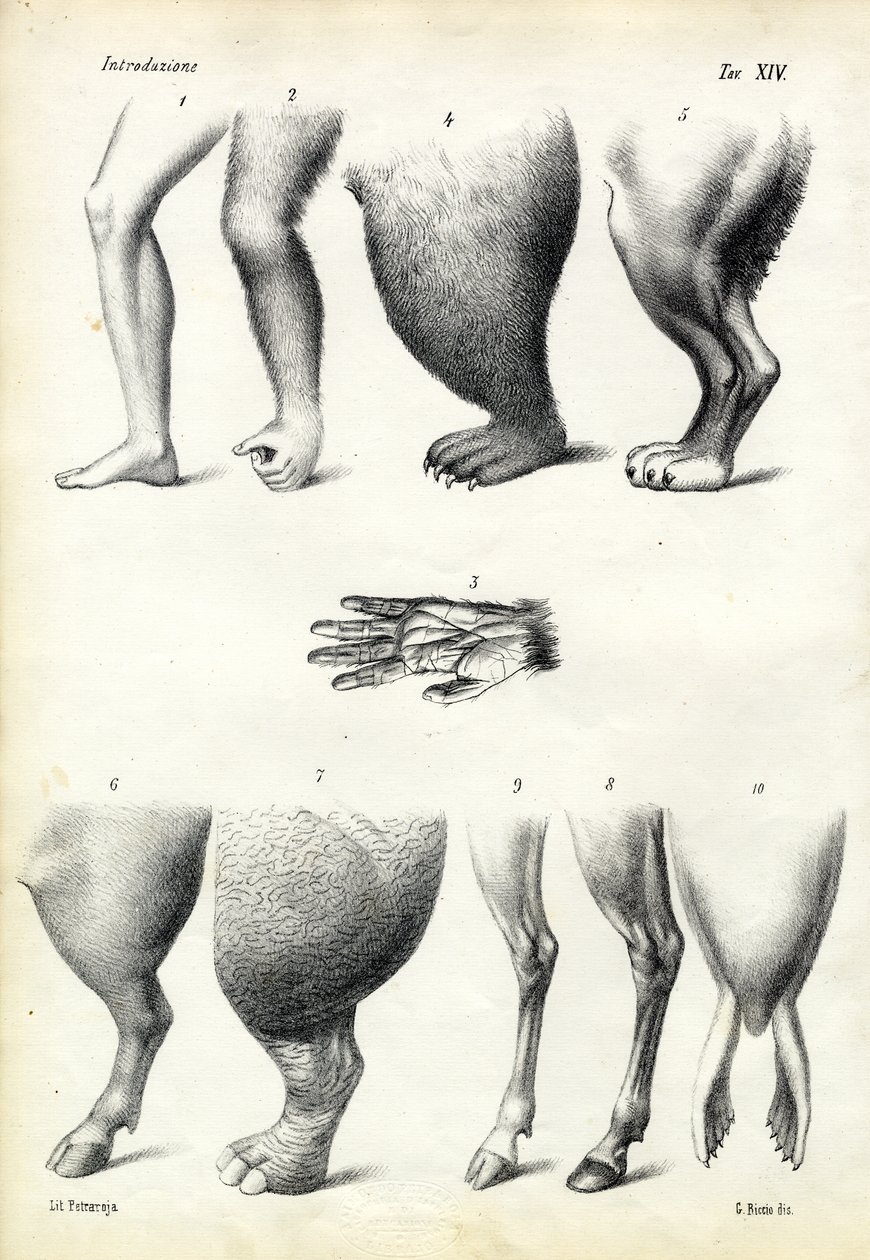 Nogi, 1863-79 autorstwa Raimundo Petraroja