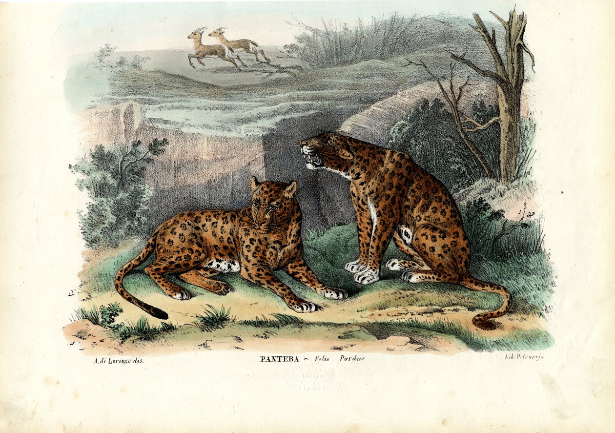 Lampart, 1863-79 autorstwa Raimundo Petraroja