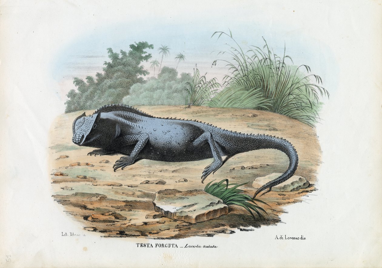 Jaszczurka, 1863-79 autorstwa Raimundo Petraroja