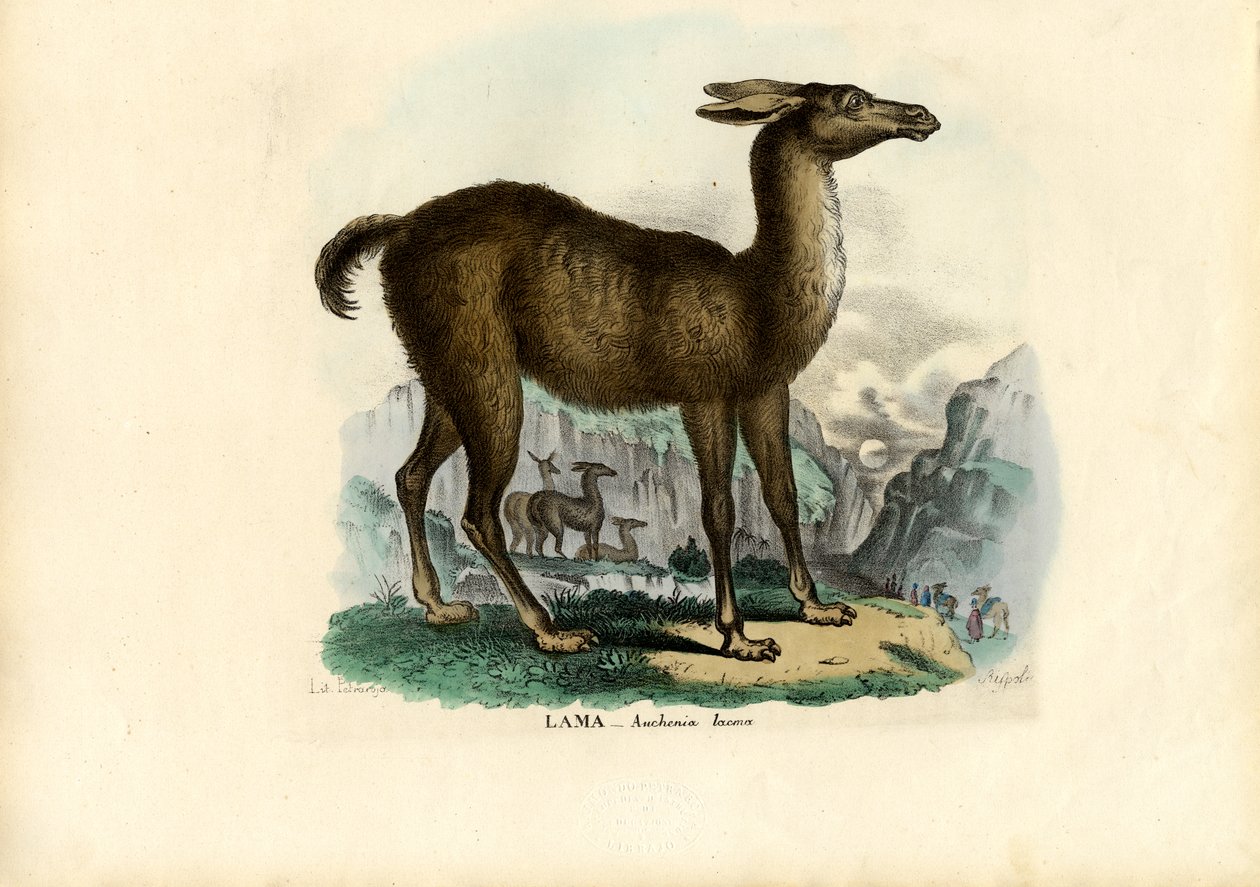Lama, 1863-79 autorstwa Raimundo Petraroja