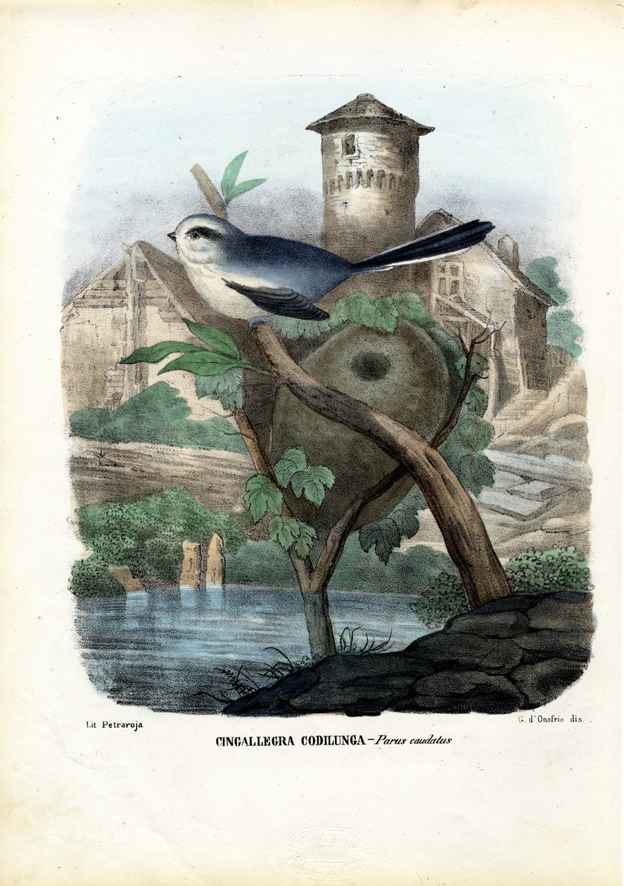 Sikora długoogoniasta, 1863-79 autorstwa Raimundo Petraroja