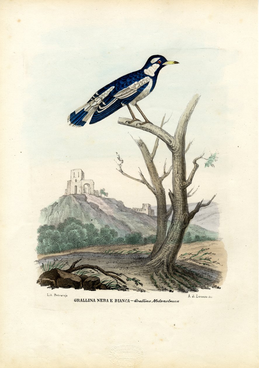 Sroka - skowronek, 1863-79 autorstwa Raimundo Petraroja