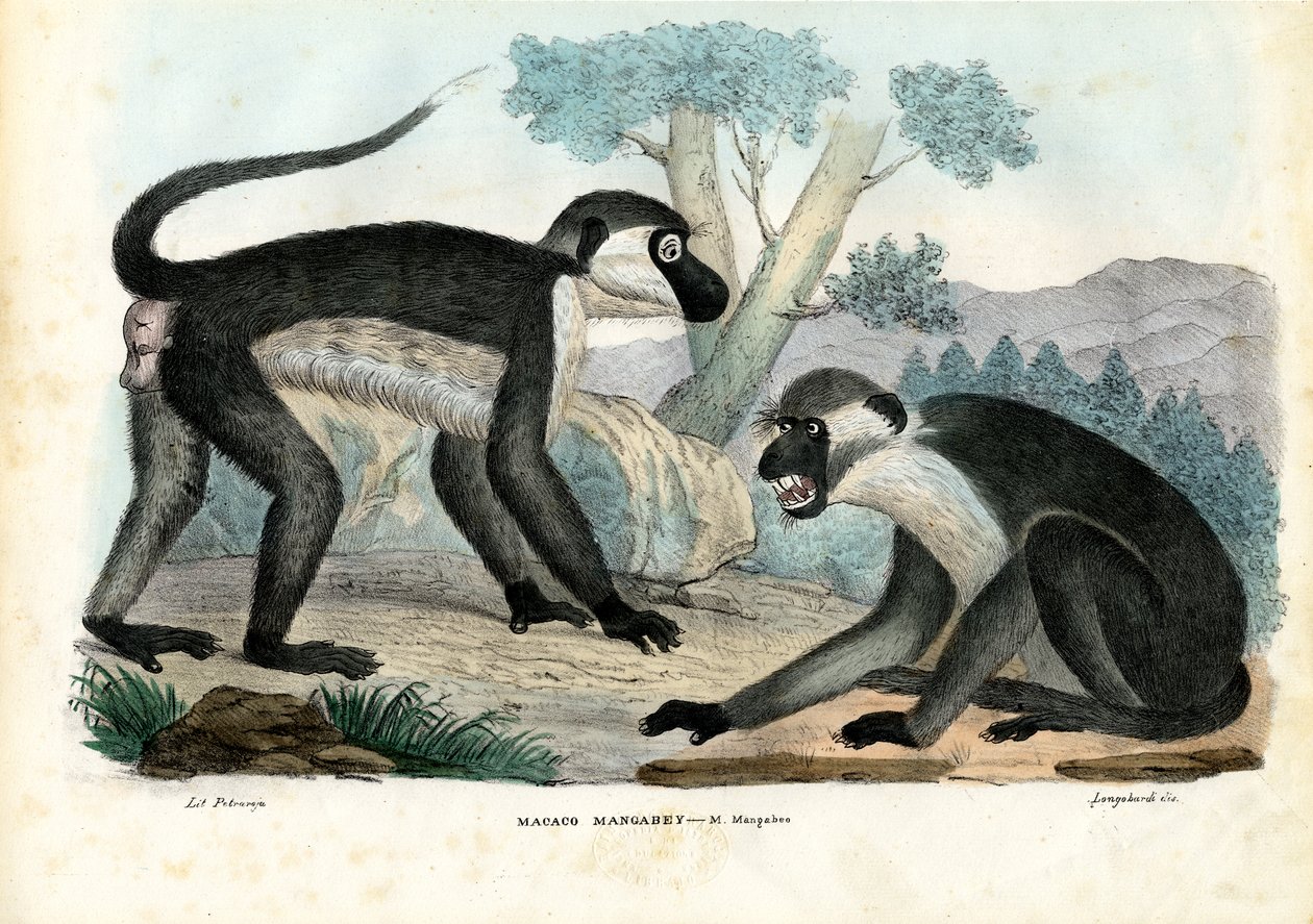 Mangabey, 1863-79 autorstwa Raimundo Petraroja