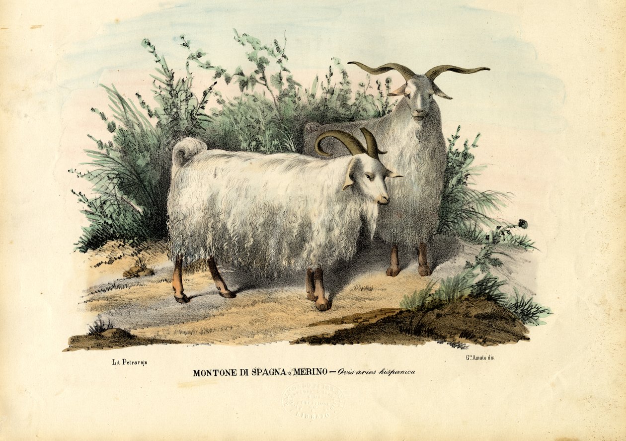 Merino avis, 1863-79 poli autorstwa Raimundo Petraroja
