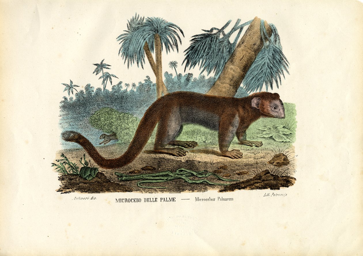 Lemur myszy, 1863-79 autorstwa Raimundo Petraroja