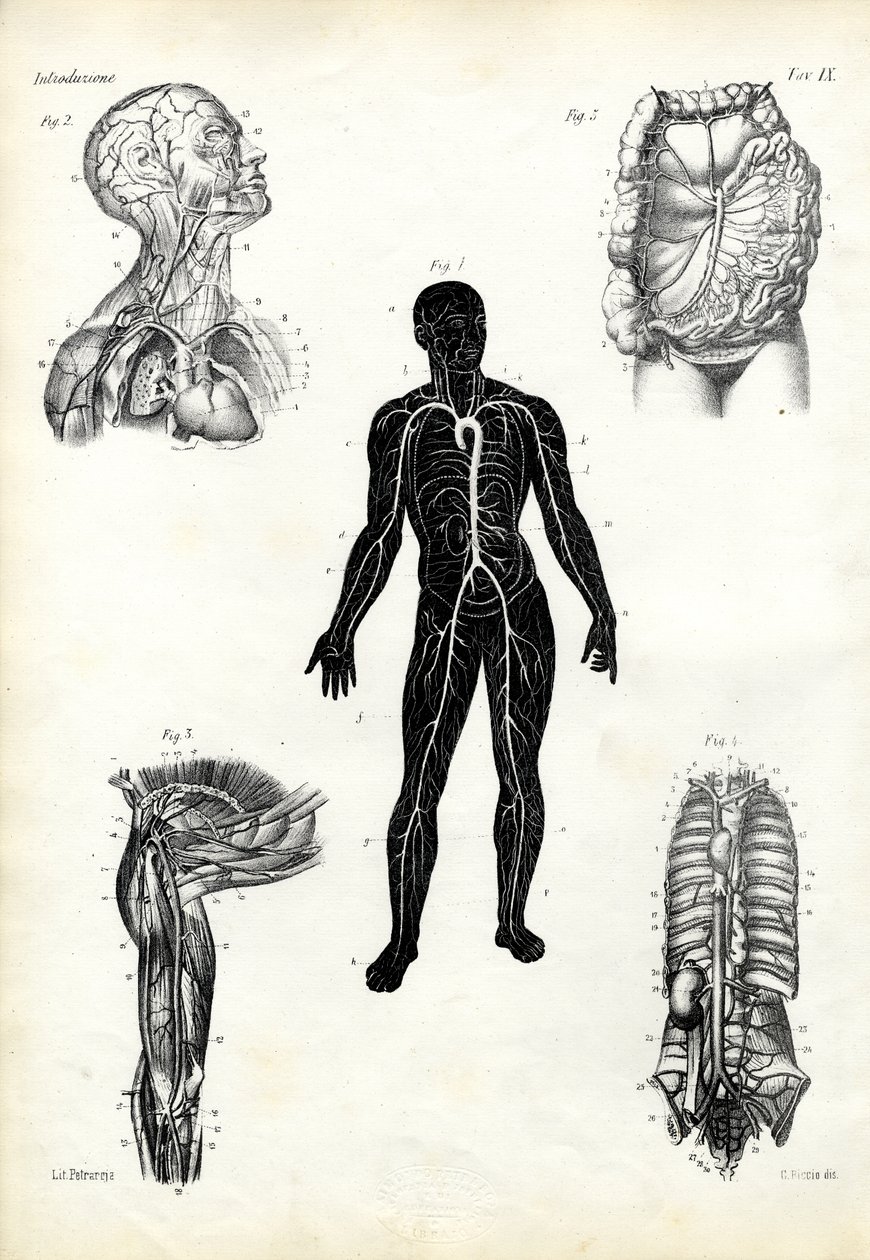 Mięśnie, 1863-79 autorstwa Raimundo Petraroja