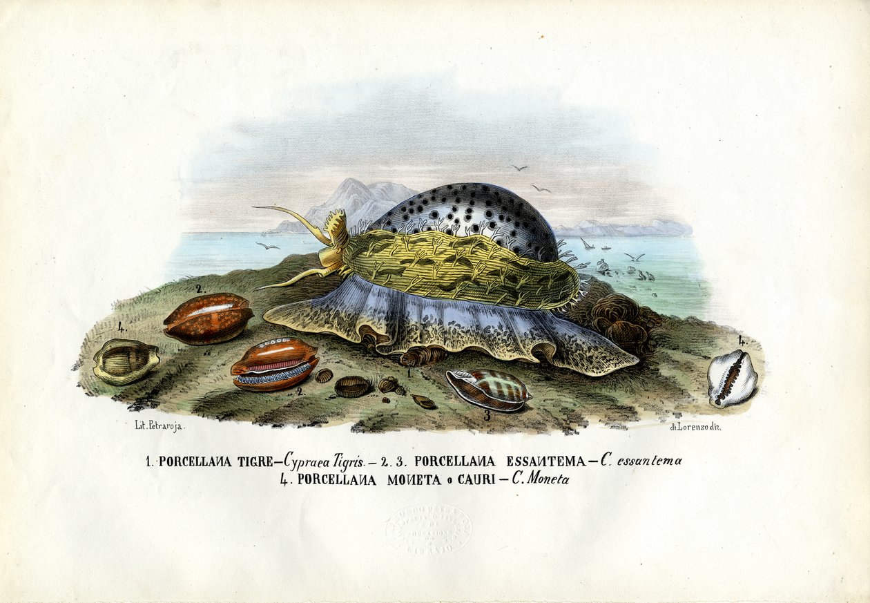 Omułki, 1863-79 autorstwa Raimundo Petraroja