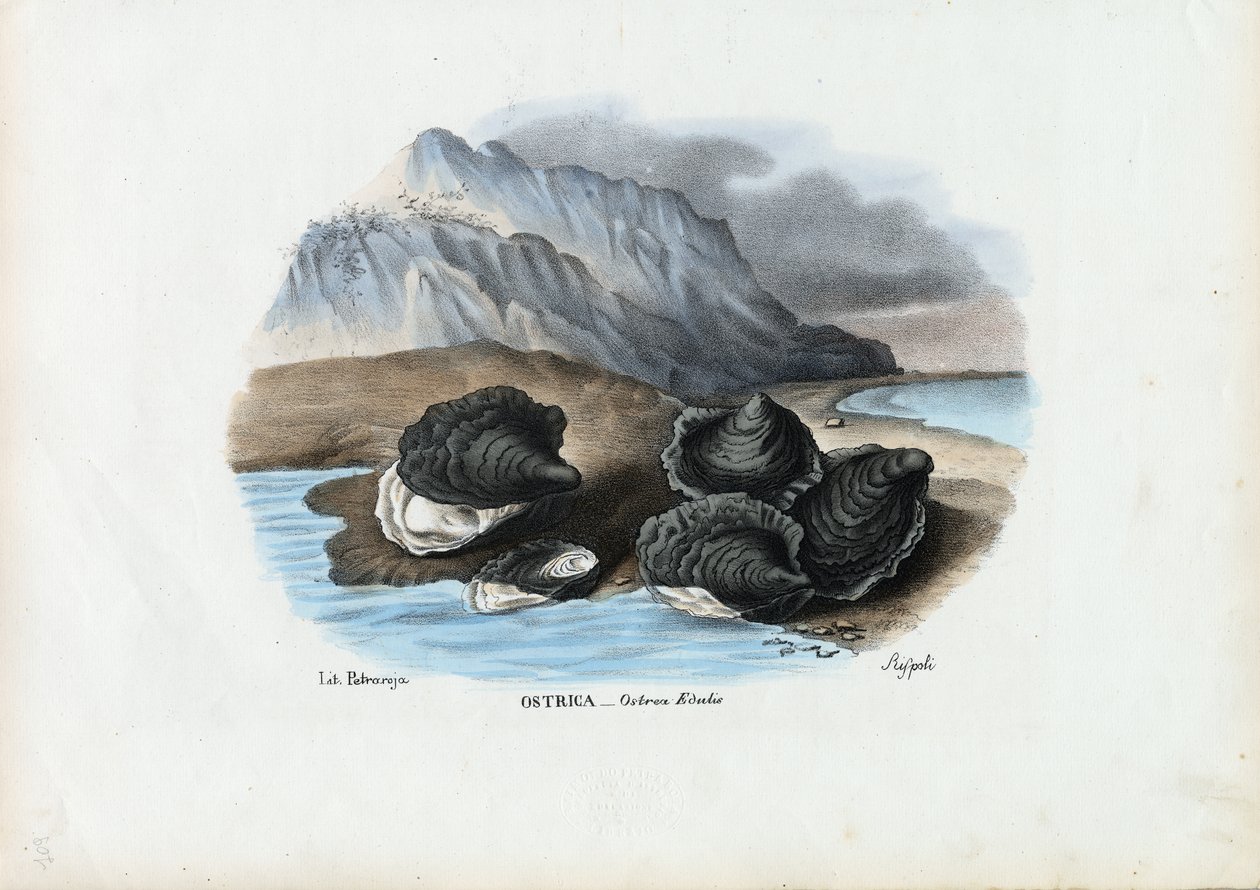 Małże, 1863-79 autorstwa Raimundo Petraroja