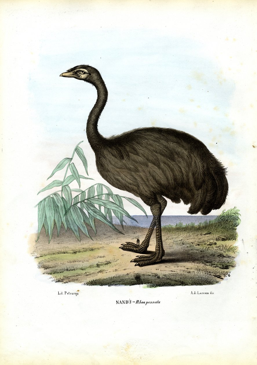 Czytanie NaN, 1863-79 autorstwa Raimundo Petraroja