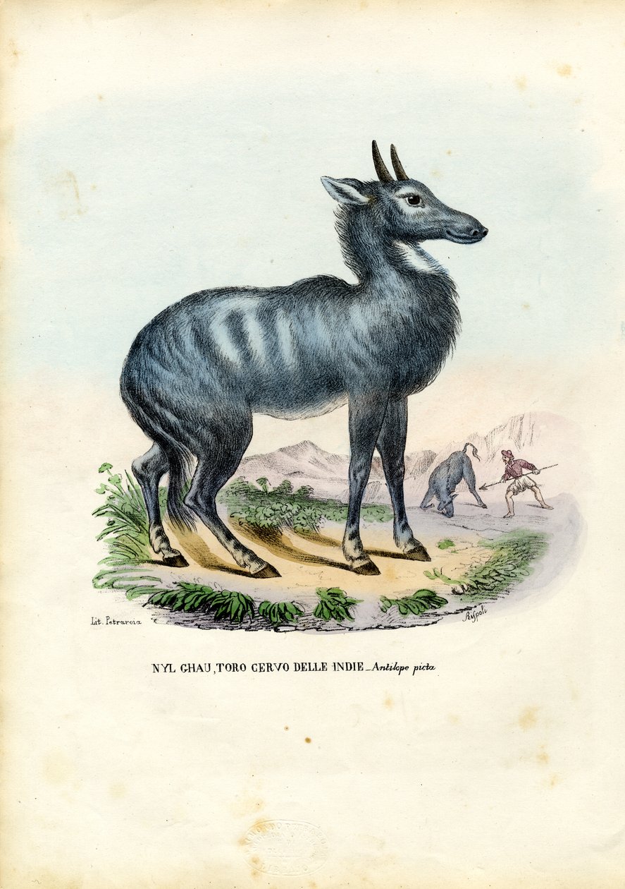 Nilgai, 1863-79 autorstwa Raimundo Petraroja