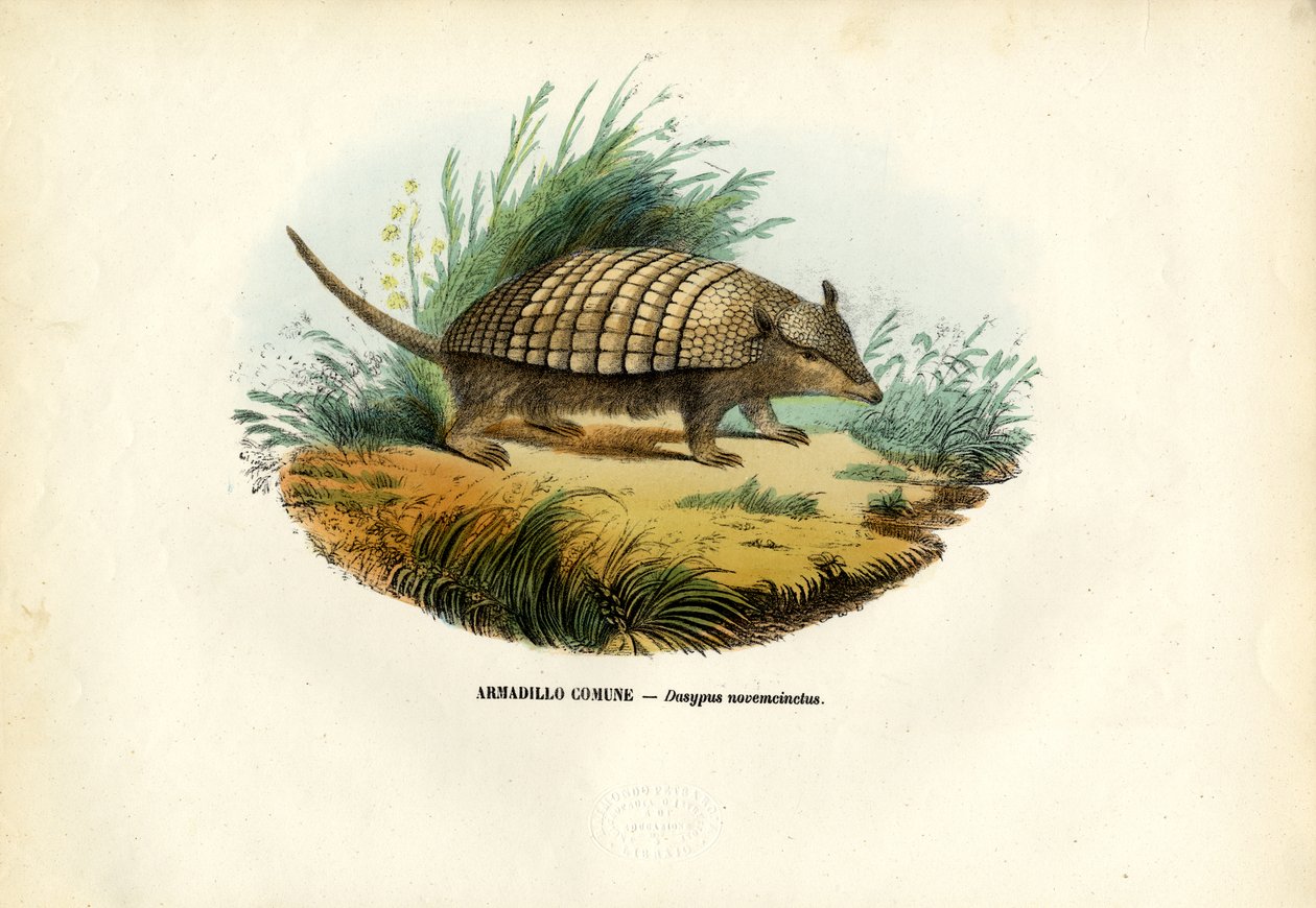 Pancernik dziewięciopasmowy, 1863-79 autorstwa Raimundo Petraroja