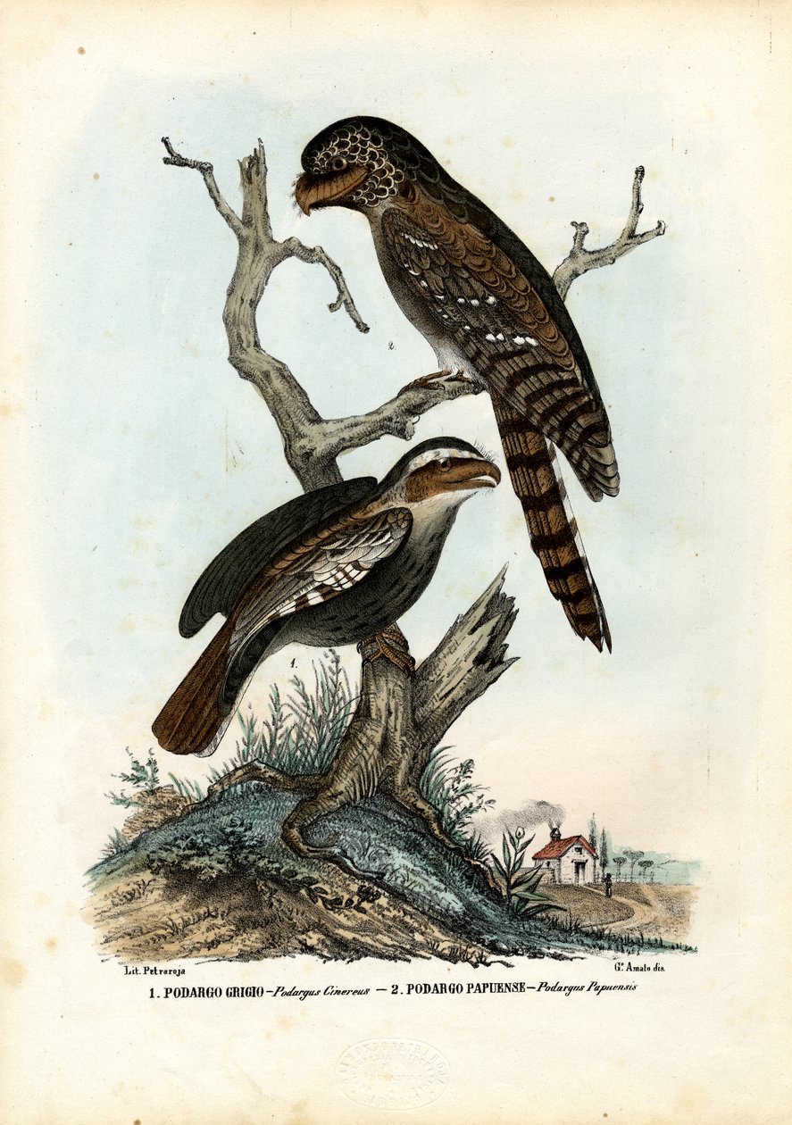 Papuaski Frogmouth, 1863-79 autorstwa Raimundo Petraroja