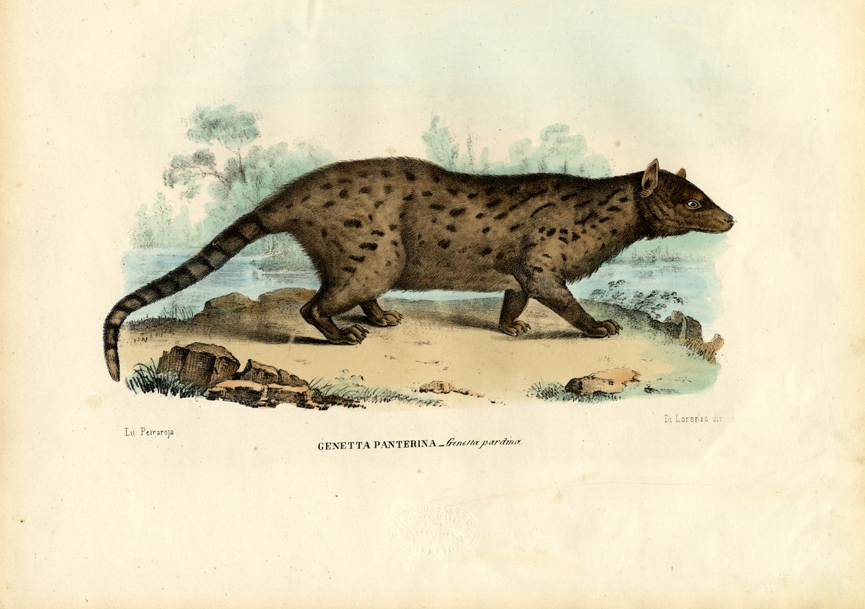 Pardine Genet, 1863-79 autorstwa Raimundo Petraroja