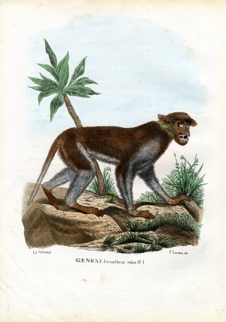 Małpa Patas, 1863-79 autorstwa Raimundo Petraroja