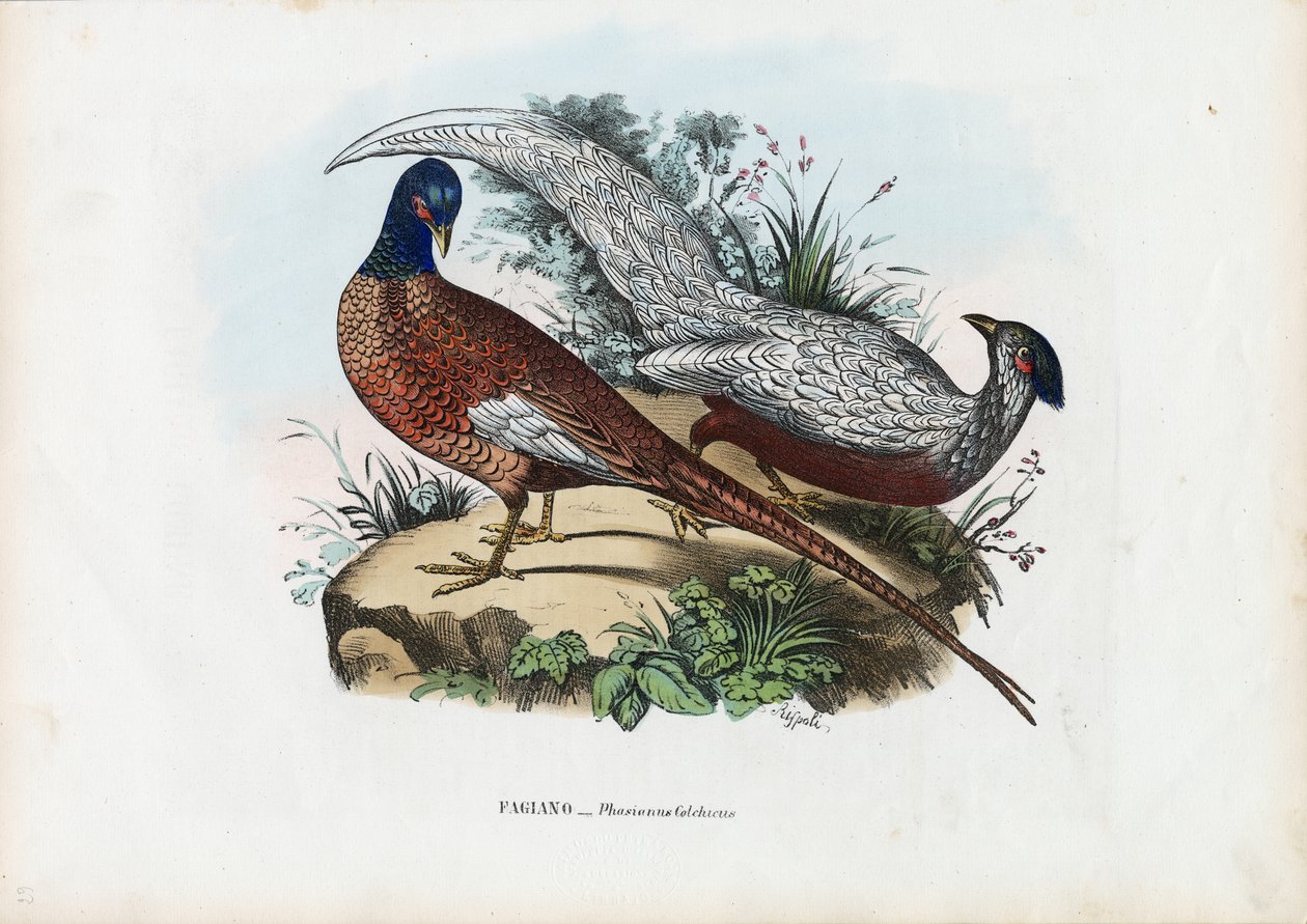 Bażant, 1863-79 autorstwa Raimundo Petraroja