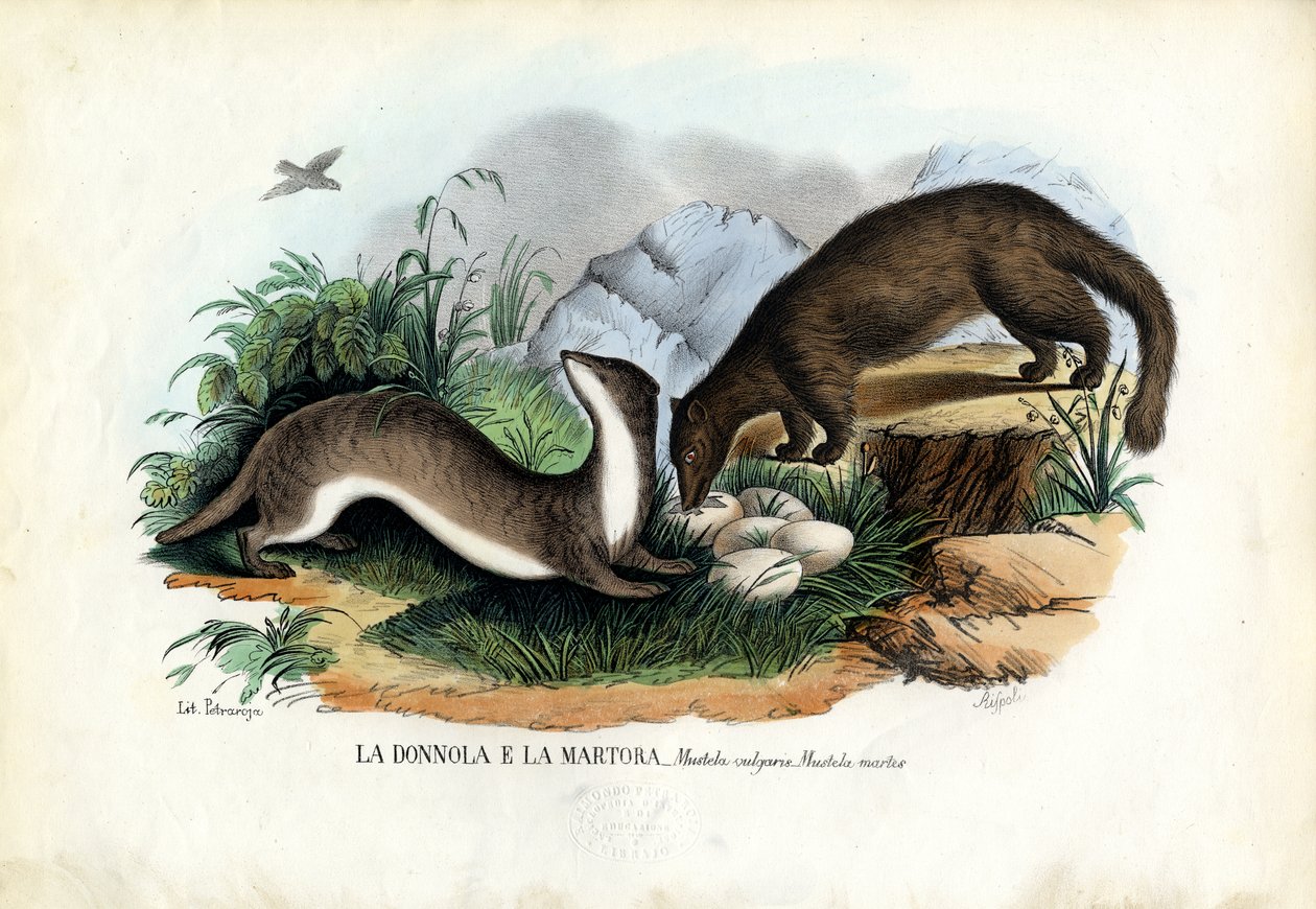Kuna sosnowa, 1863-79 autorstwa Raimundo Petraroja