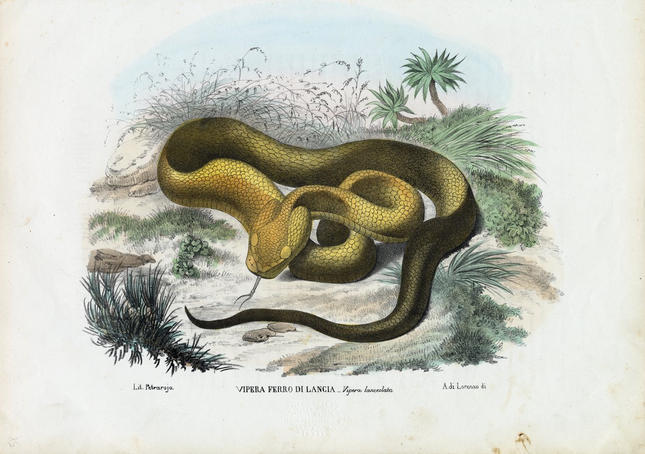Pit Viper, 1863-79 autorstwa Raimundo Petraroja