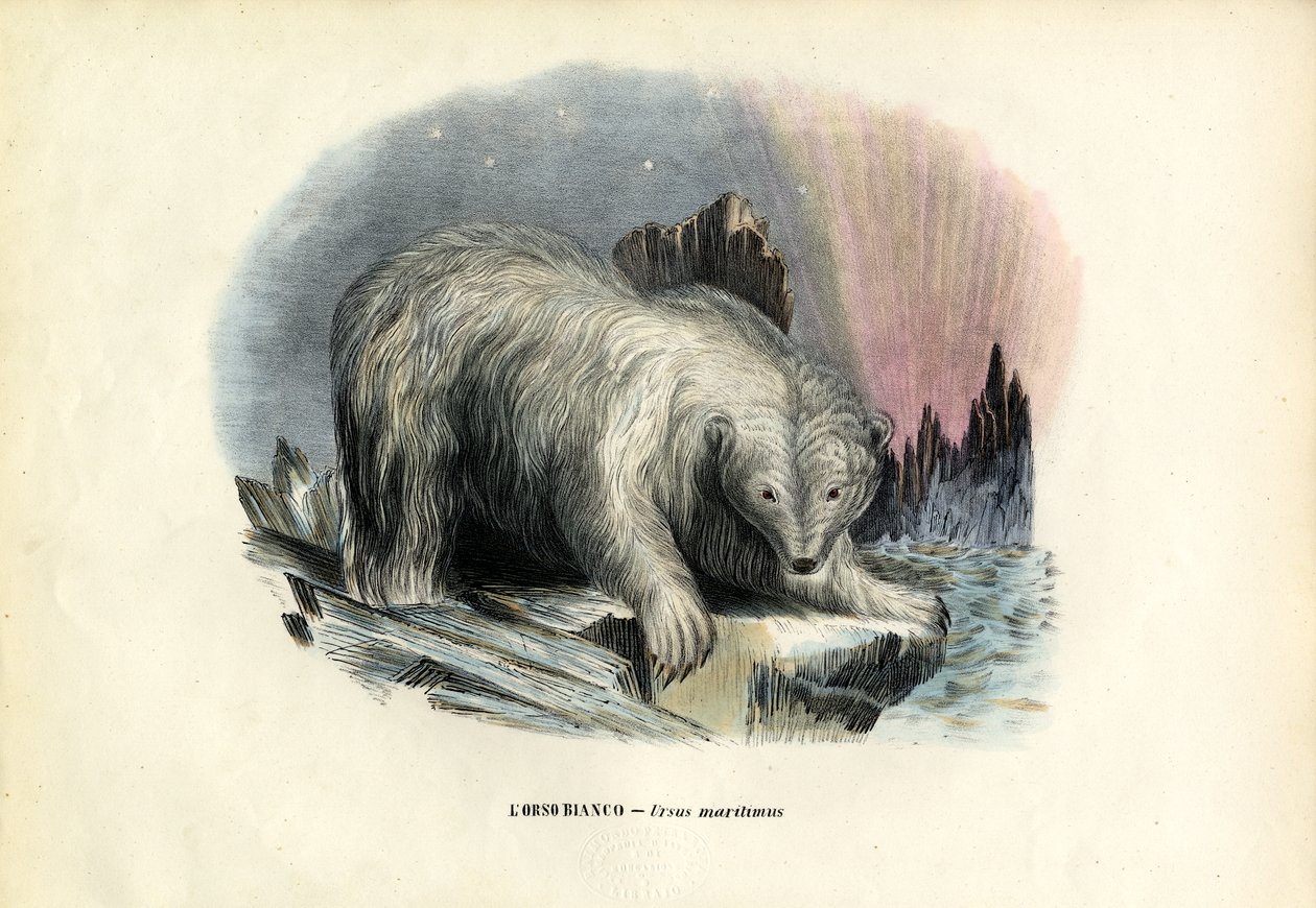 Niedźwiedź polarny, 1863-79 autorstwa Raimundo Petraroja