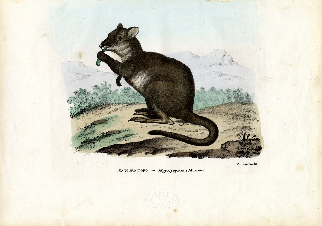 Potoroo, 1863-79  autorstwa Raimundo Petraroja