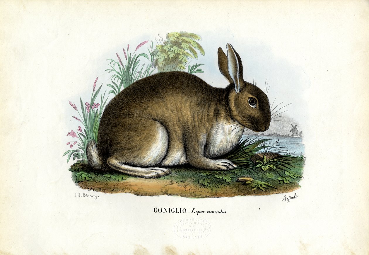 Królik, 1863-79 autorstwa Raimundo Petraroja