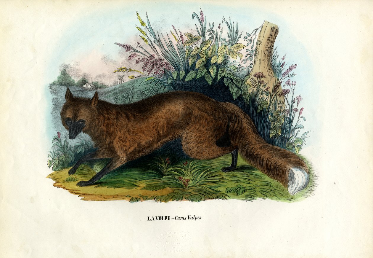 Czerwony Lis, 1863-79 autorstwa Raimundo Petraroja