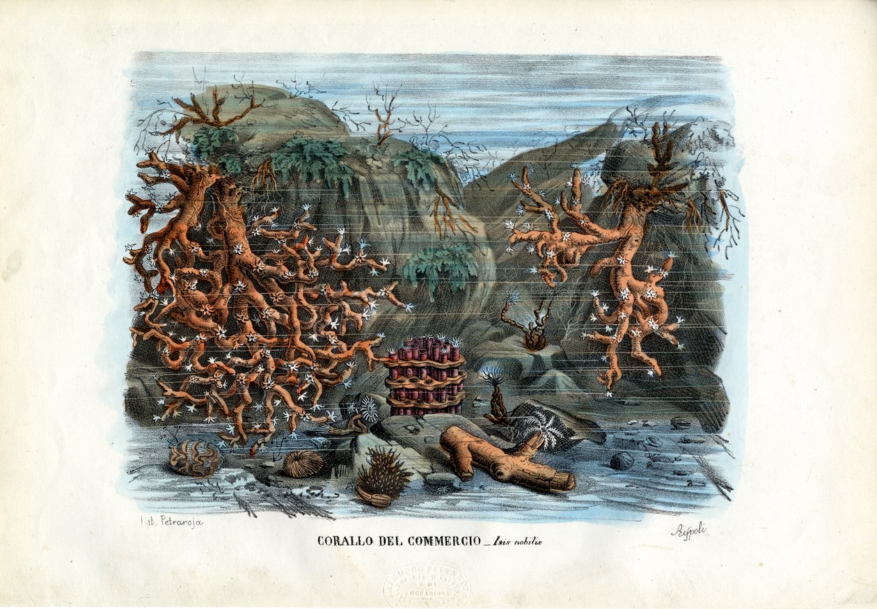 Czerwone korale Isis, 1863-79 autorstwa Raimundo Petraroja