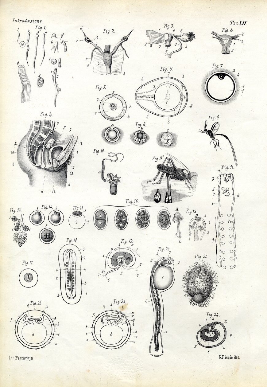 Narząd rozrodczy, 1863-79 autorstwa Raimundo Petraroja