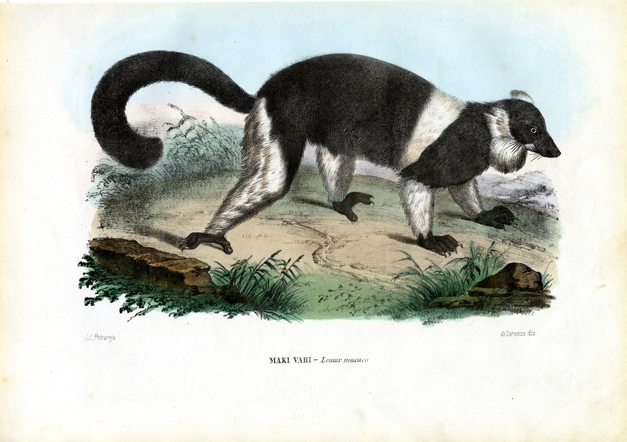 Lemur czubaty, 1863-79 autorstwa Raimundo Petraroja