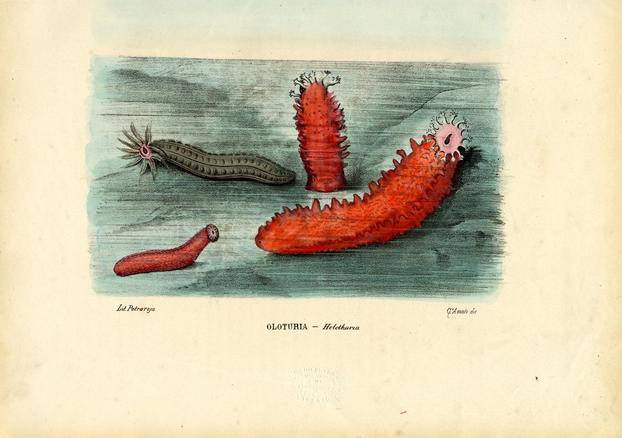 Ogórek morski, 1863-79 autorstwa Raimundo Petraroja
