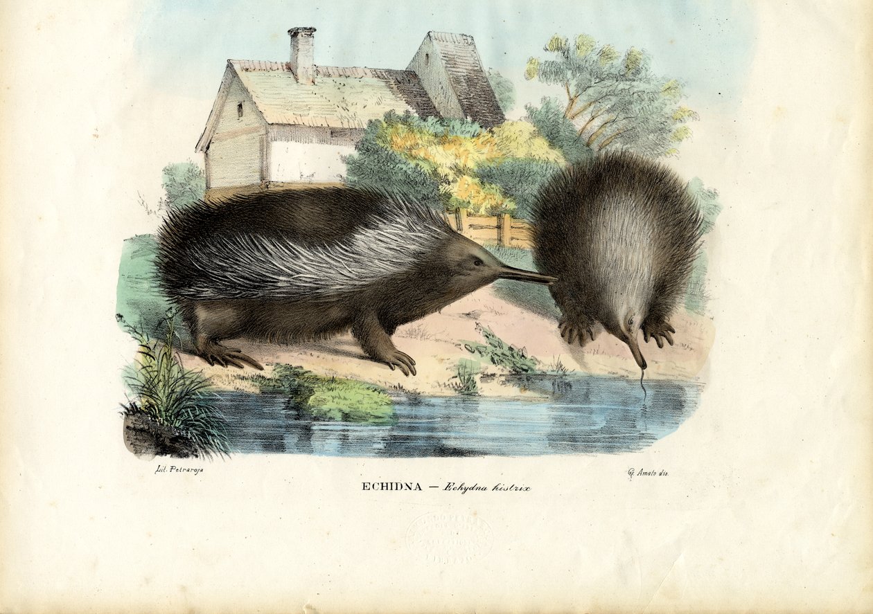 Kolczatka krótkodzioba, 1863-79 autorstwa Raimundo Petraroja