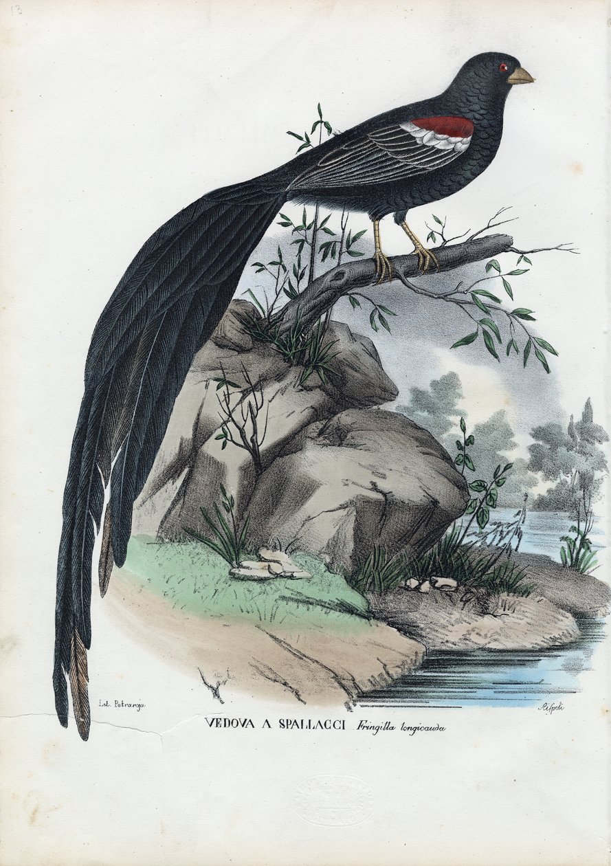 Dziwonia syberyjska, 1863-79 autorstwa Raimundo Petraroja