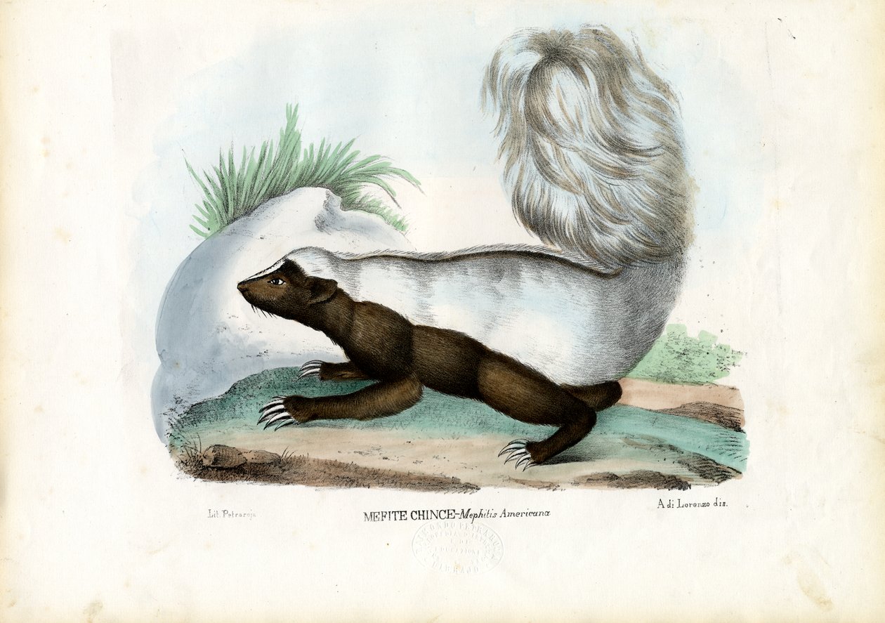 Skunks, 1863-79 autorstwa Raimundo Petraroja