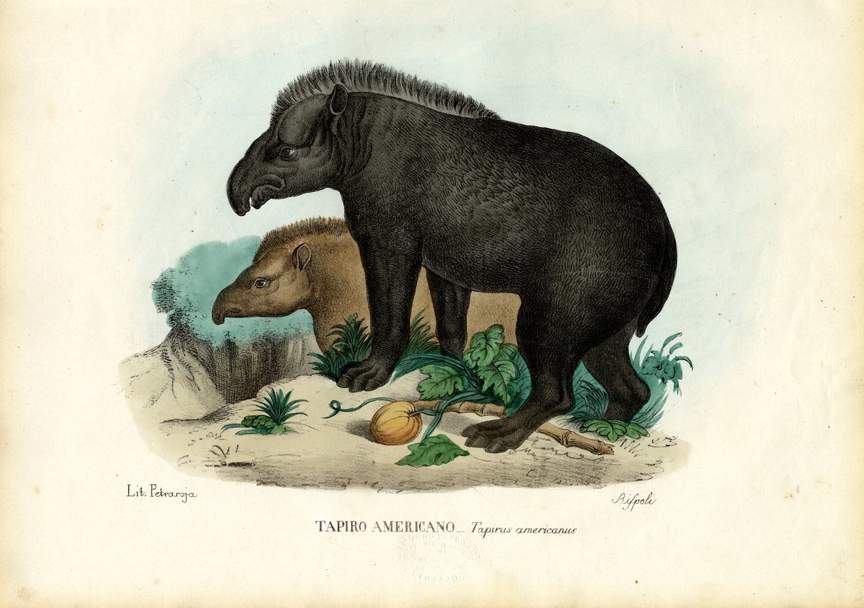 Tapir południowoamerykański, 1863-79 autorstwa Raimundo Petraroja