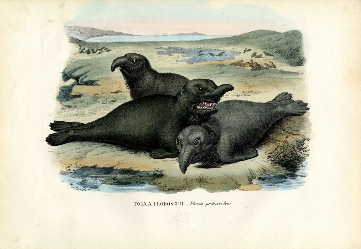Południowa Pieczęć Elafantu, 1863-79 autorstwa Raimundo Petraroja