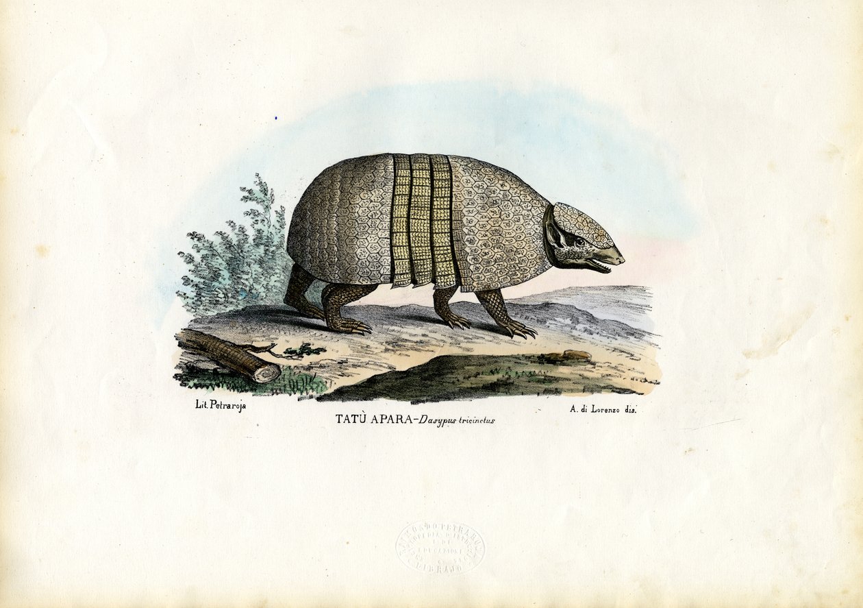 Południowy pancernik trójpalczasty, 1863-79 autorstwa Raimundo Petraroja