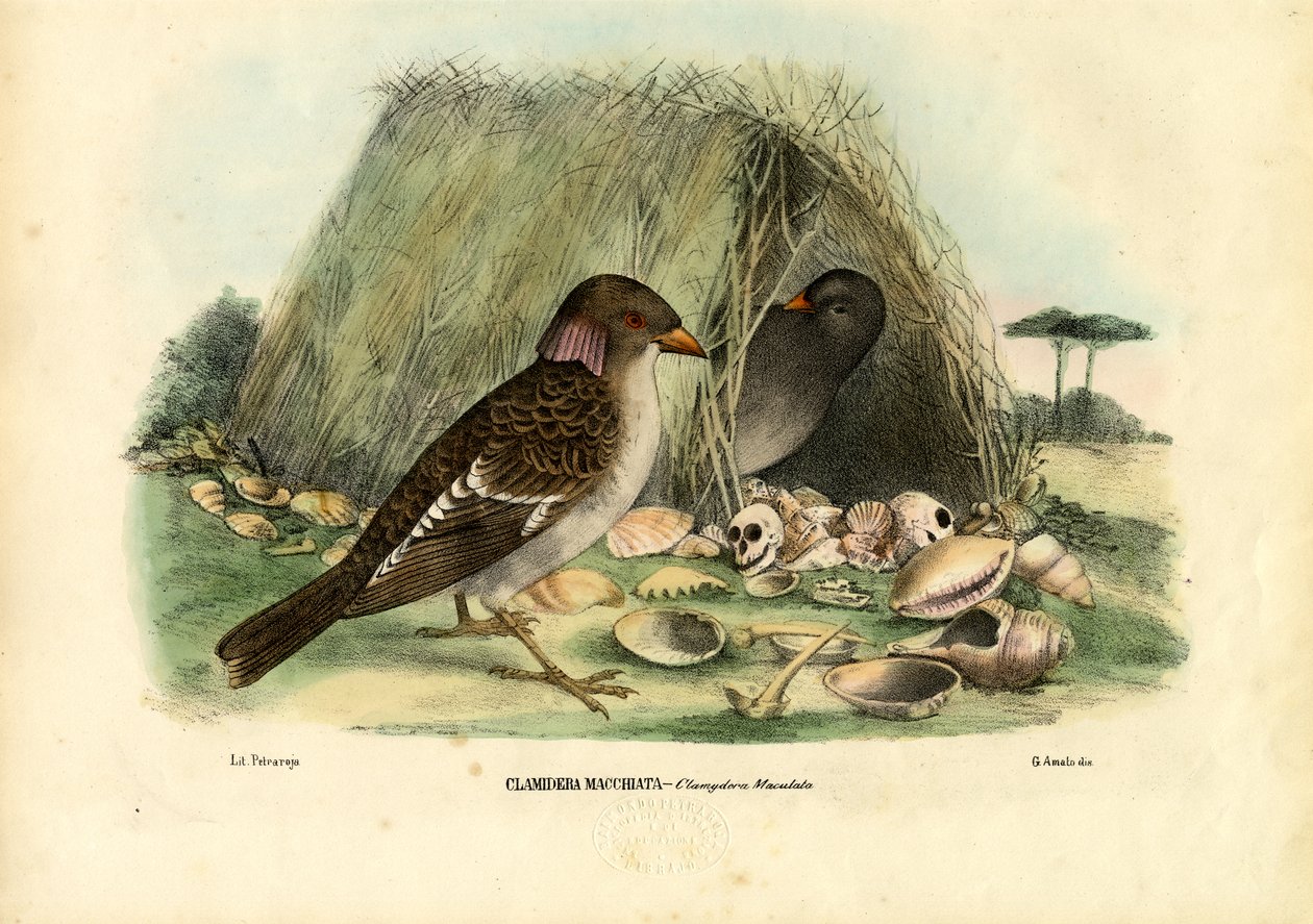 Kosiarka plamista, 1863-79 autorstwa Raimundo Petraroja