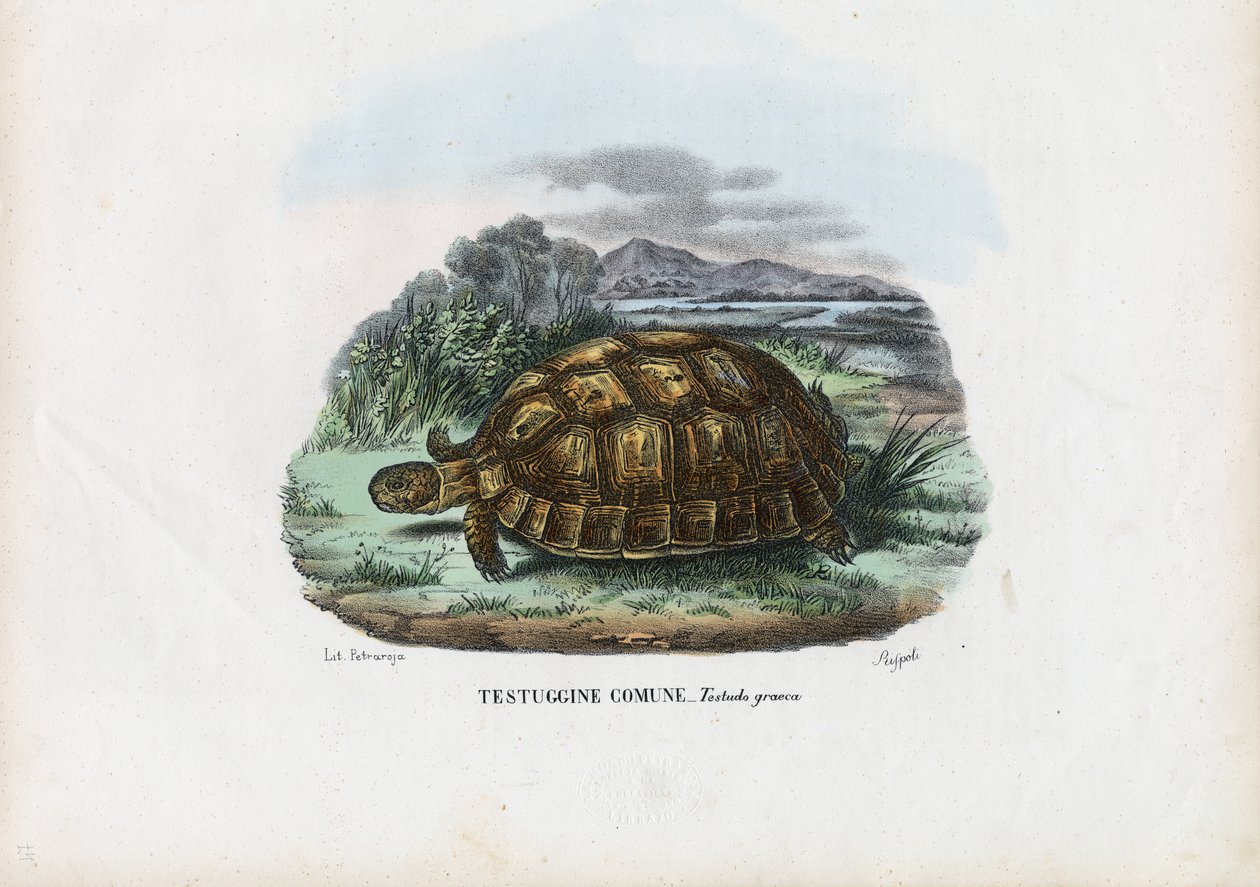 Żółw ostrogi, 1863-79 autorstwa Raimundo Petraroja