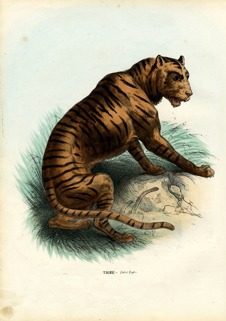 Tygrys, 1863-79 autorstwa Raimundo Petraroja